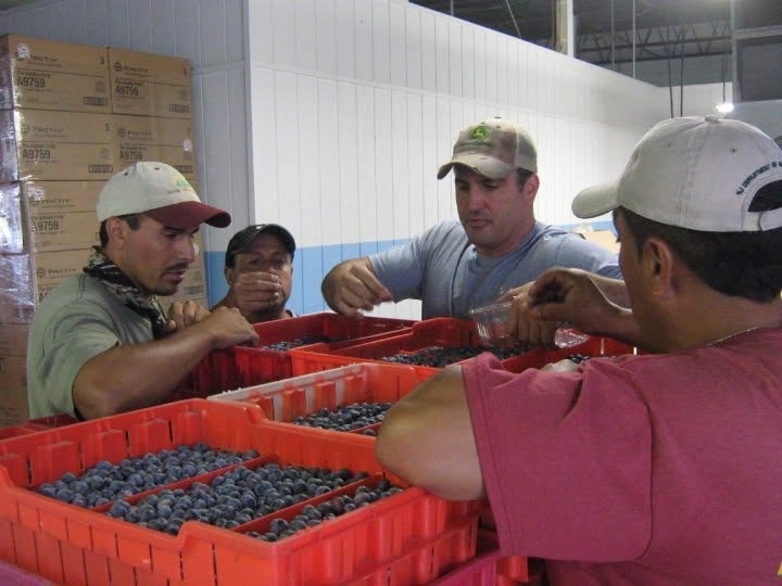 The crew sorting Hammonton blueberries into crates