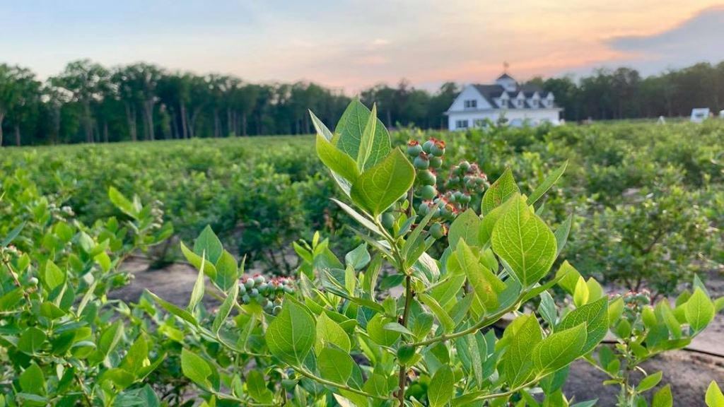 Blueberry bushes in Hammonton at dusk